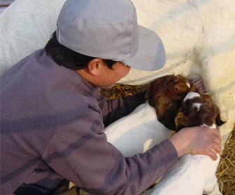哺乳母羊的饲养管理