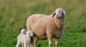 如何计算羊的妊娠时间