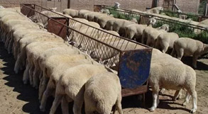 育肥羊从开始到屠宰，一共要吃多少饲料