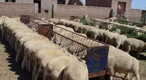 冬季养羊常见疾病12种，预防做好一冬...