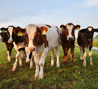 牛饲料的质量如何进行鉴定?